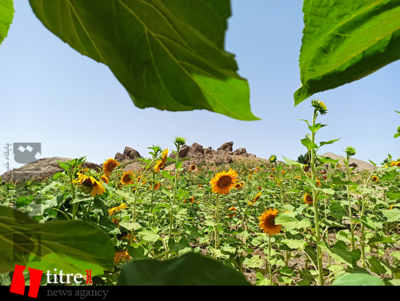 چشم نوازی مزرعه یک هکتاری آسارا با ۴۵ هزار بذر گل آفتابگردان/ برپایی ۲۱ کلبه اقامتی؛ فرصتی برای تجربه زندگی روستائی