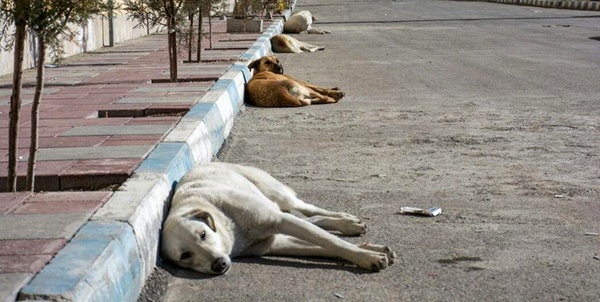 غذادادن به سگ های بلاصاحب به محیط زیست آسیب می زند/ محدودیت پناهگاه ها در البرز