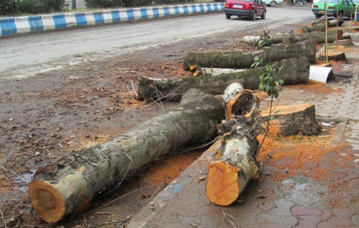 کایکاتور / قطع بي رويه درختان و تخريب جنگل ها و مرتع ها