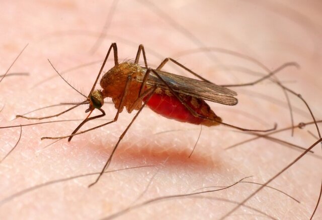 افزایش موارد مالاریا در ایران / آخرین وضعیت اخذ گواهی حذف بیماری