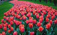 جشنواره‌ لاله‌های کرج در باغ گل‌ها ۱۳ فروردین (روز طبیعت) تعطیل است