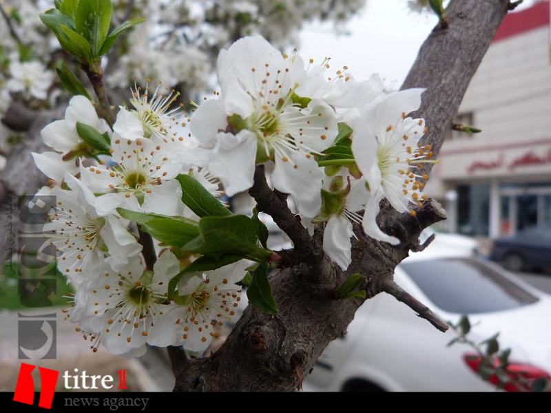 تجلی بهار در کرج با زیبایی‌های طبیعت + تصاویر