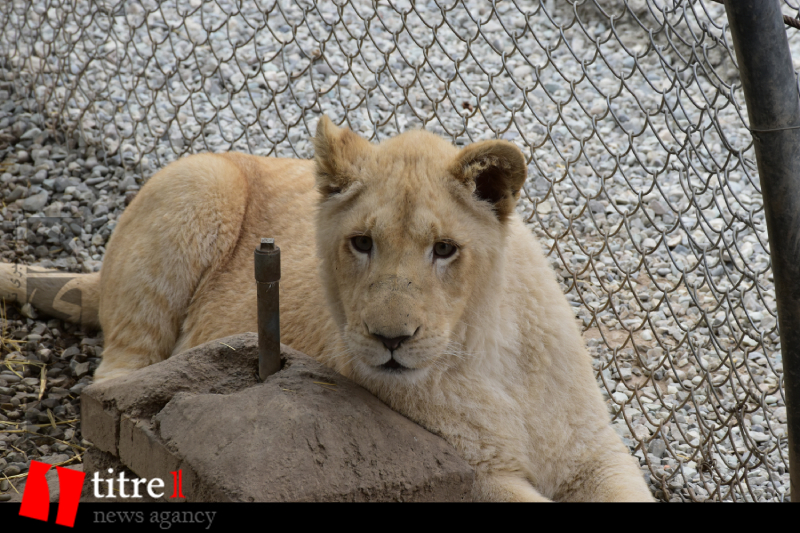 سانا، اولین شیر سفید ایران در کرج یکساله شد + تصویر