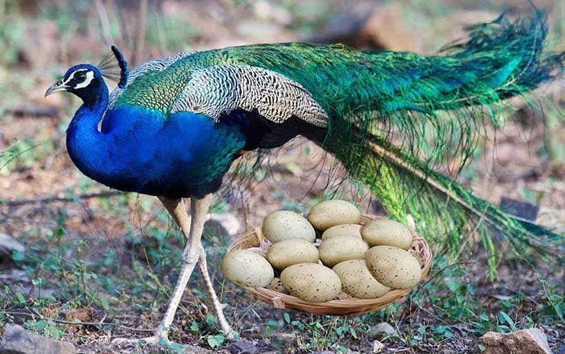 یک طاووس در مهرشهر کشف شد