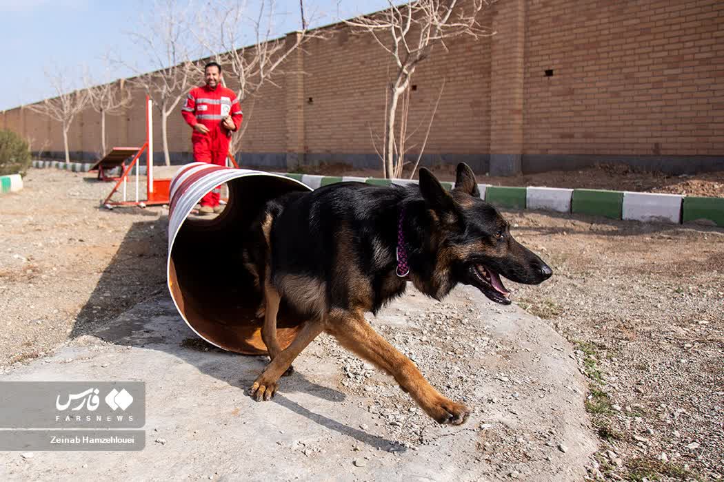 عکس/ آموزش سگ‌های هلال احمر