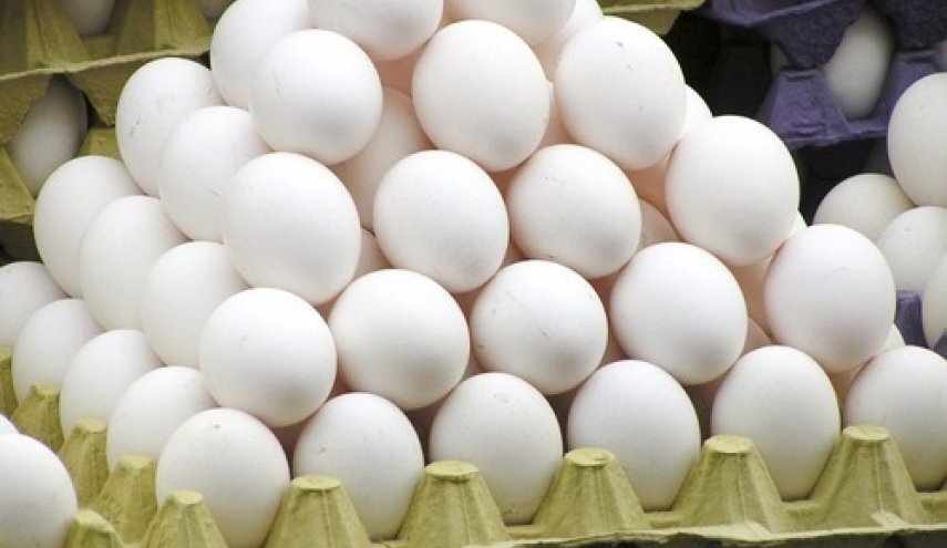 قیمت منطقی هرعدد تخم مرغ فله ۳ هزار و ۵۰۰ تومان است