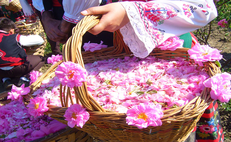 جشنواره گلاب گیری در نظرآباد برگزار می‌شود