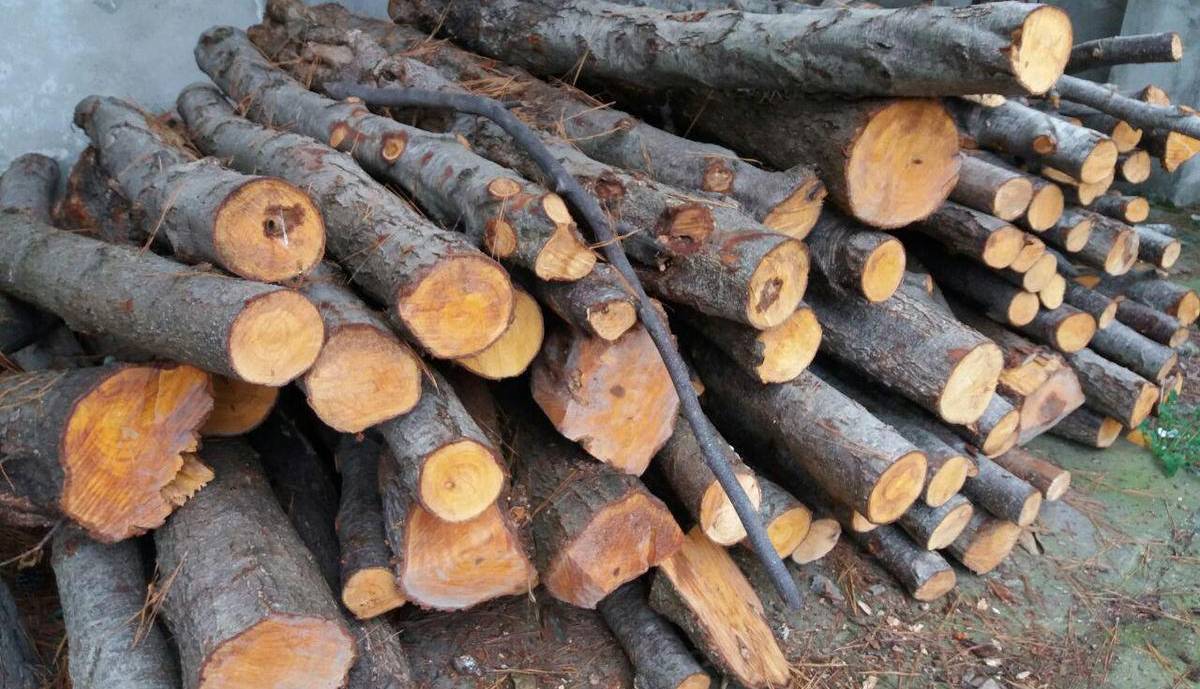 کشف ۱۴ تن چوب قاچاق در نظرآباد و دستگیری یک نفر
