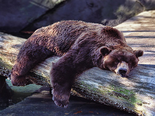 فیلم/ بیدار شدن خرس از خواب زمستانی