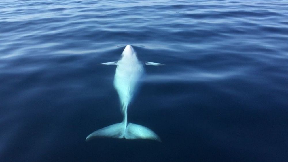 آزمایش تحقیقاتی بحث‌برانگیز در نروژ با غرق شدن یک نهنگ متوقف شد