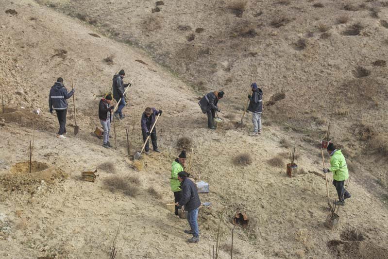 ۳۰۰ هکتار از اراضی حلقه دره کرج توسط شهرداری درختکاری شد