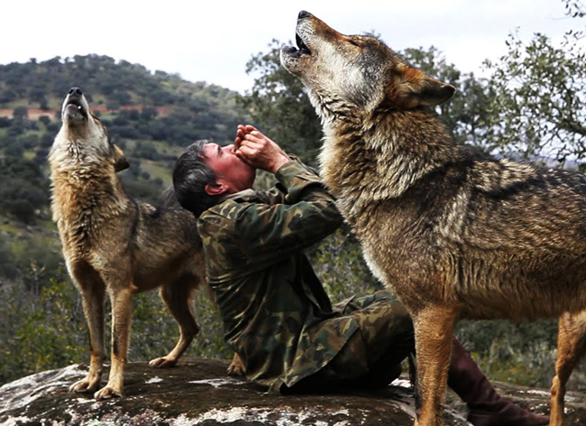 گرگ‌ها هرگز سیر نمی‌شوند