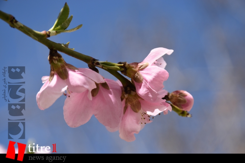 شکوفه‌های بهاری هلو در کرج