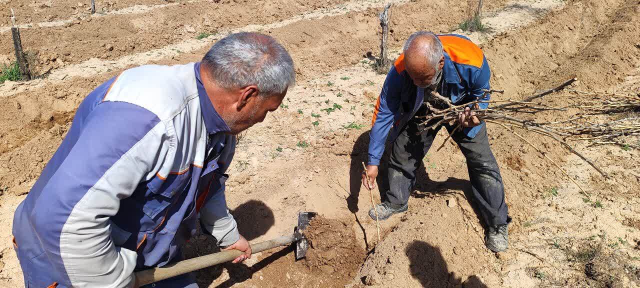 کاشت ۱۰۰۰ اصله نهال مثمر در باغ شرکت ملاردشیر