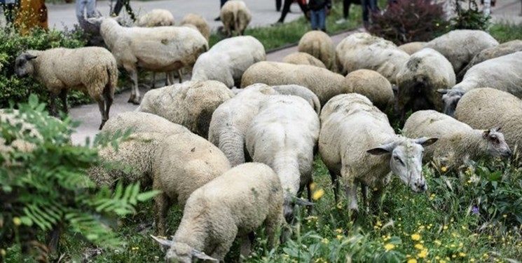 چرای گوسفندان در پارک