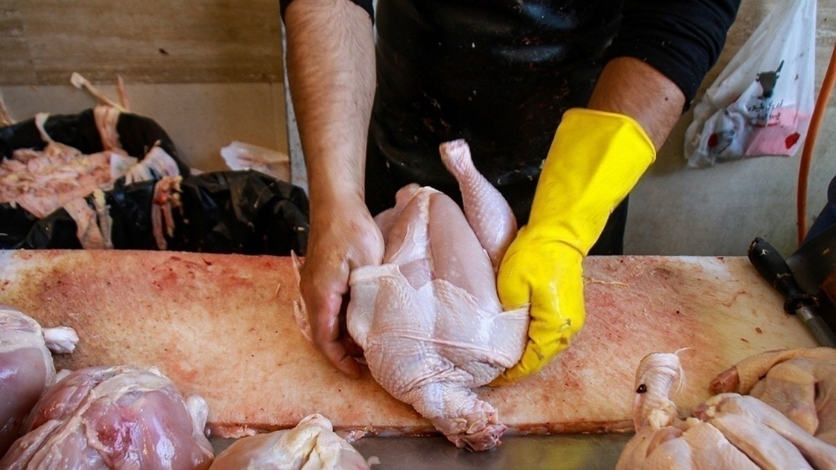 ایران مرغ صادر می‌کند