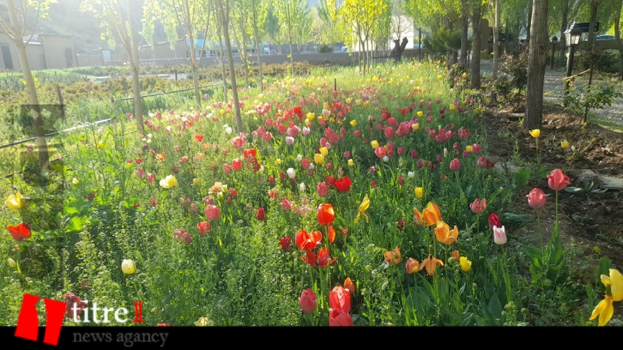 زیبایی چشم‌نواز باغ گل‌های کُندُر چالوس