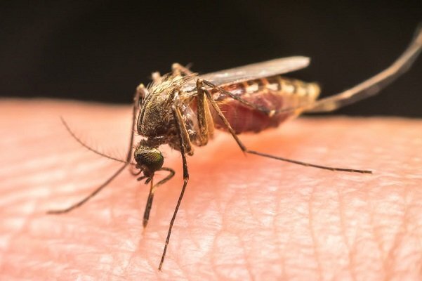 ریشه‌کنی مالاریا در ایران مختل شد