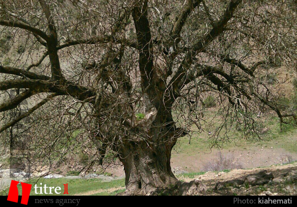 درخت 6000 ساله جاده چالوس سوخت/تصاویر